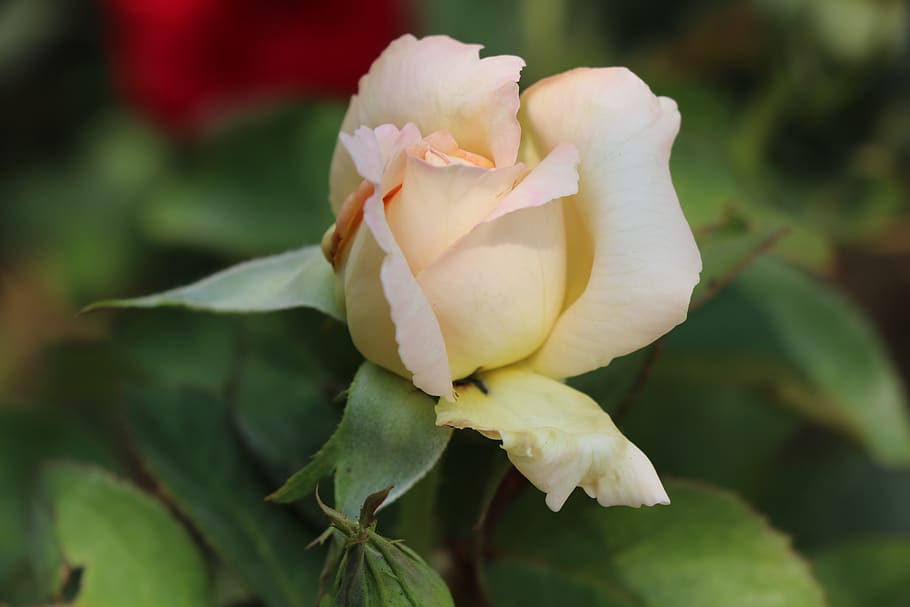 rose, flower, white, summer, plant, love, beauty, macro, pink HD wallpaper