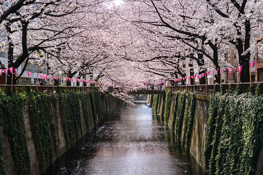 japan, meguro, blossom, travel, asia, cherry blossom, sakura, HD wallpaper
