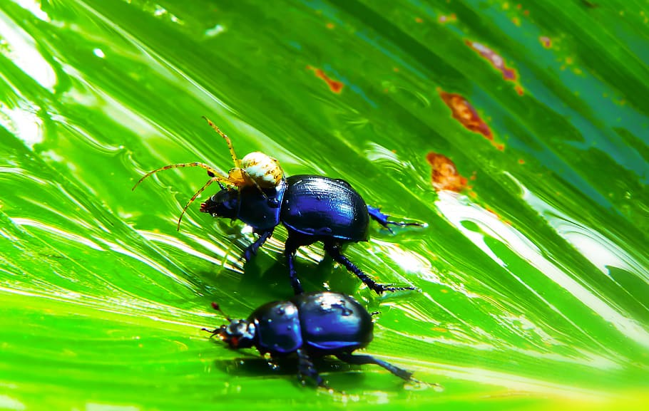two black Beatles, fish, animal, insect, invertebrate, dung beetle HD wallpaper
