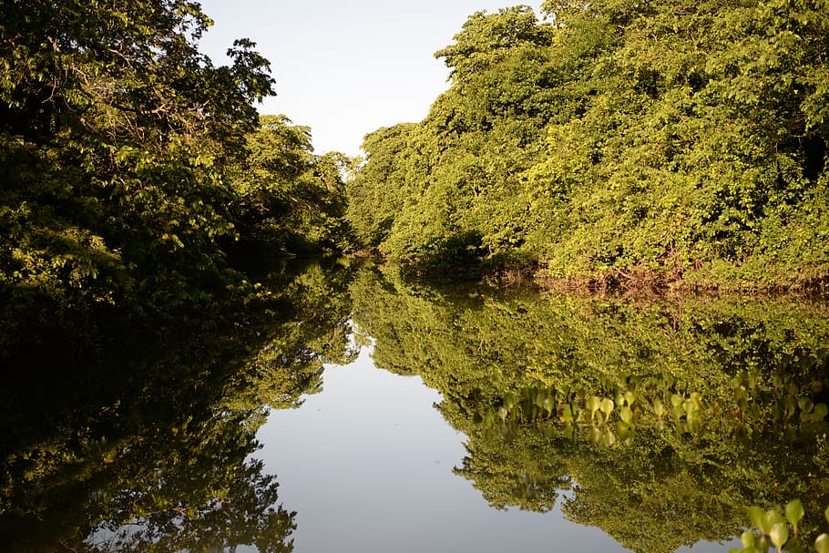 wetland, water, plant, tree, reflection, nature, beauty in nature HD wallpaper