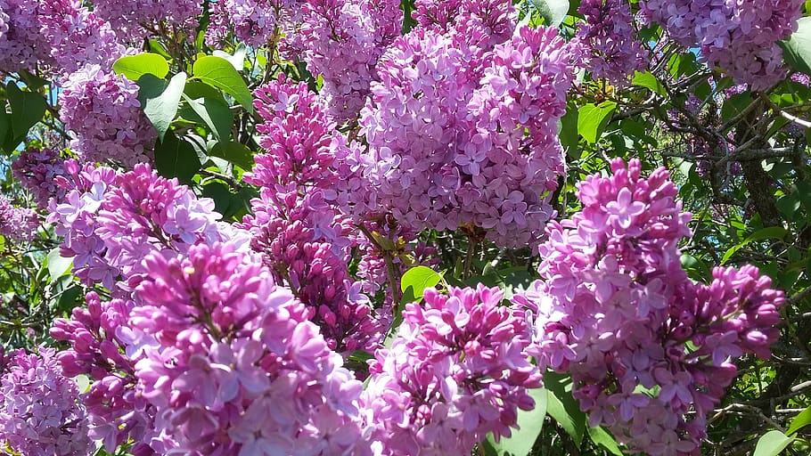 lilacs, flowering plant, vulnerability, freshness, fragility HD wallpaper