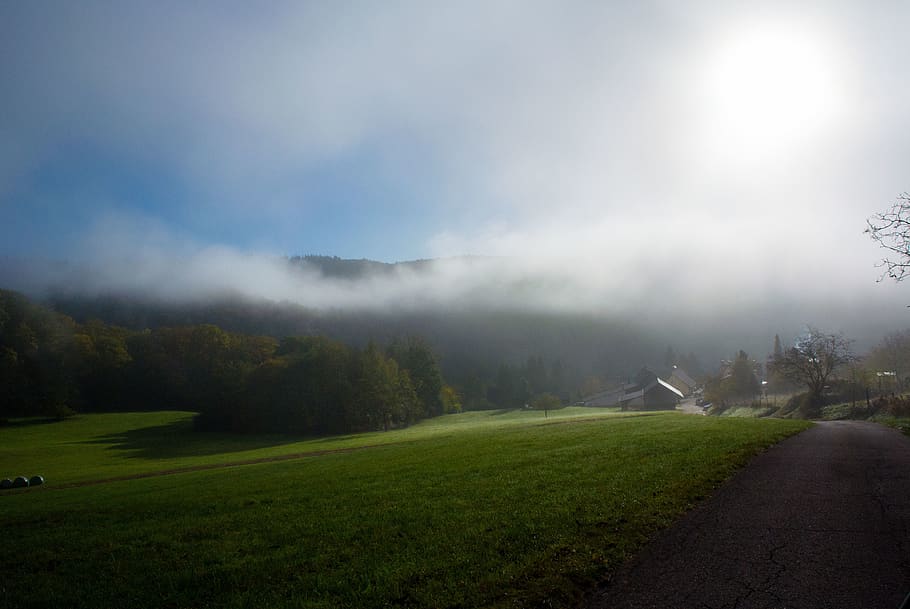 black forest, sky, scenics - nature, grass, fog, tree, plant HD wallpaper