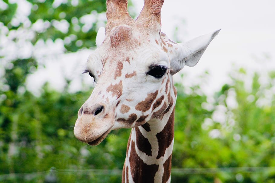 Close-up Photo of Brown Giraffe, animal, animal photography, animal portrait, HD wallpaper