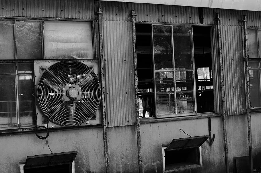cow, architecture, built structure, fan, building exterior HD wallpaper