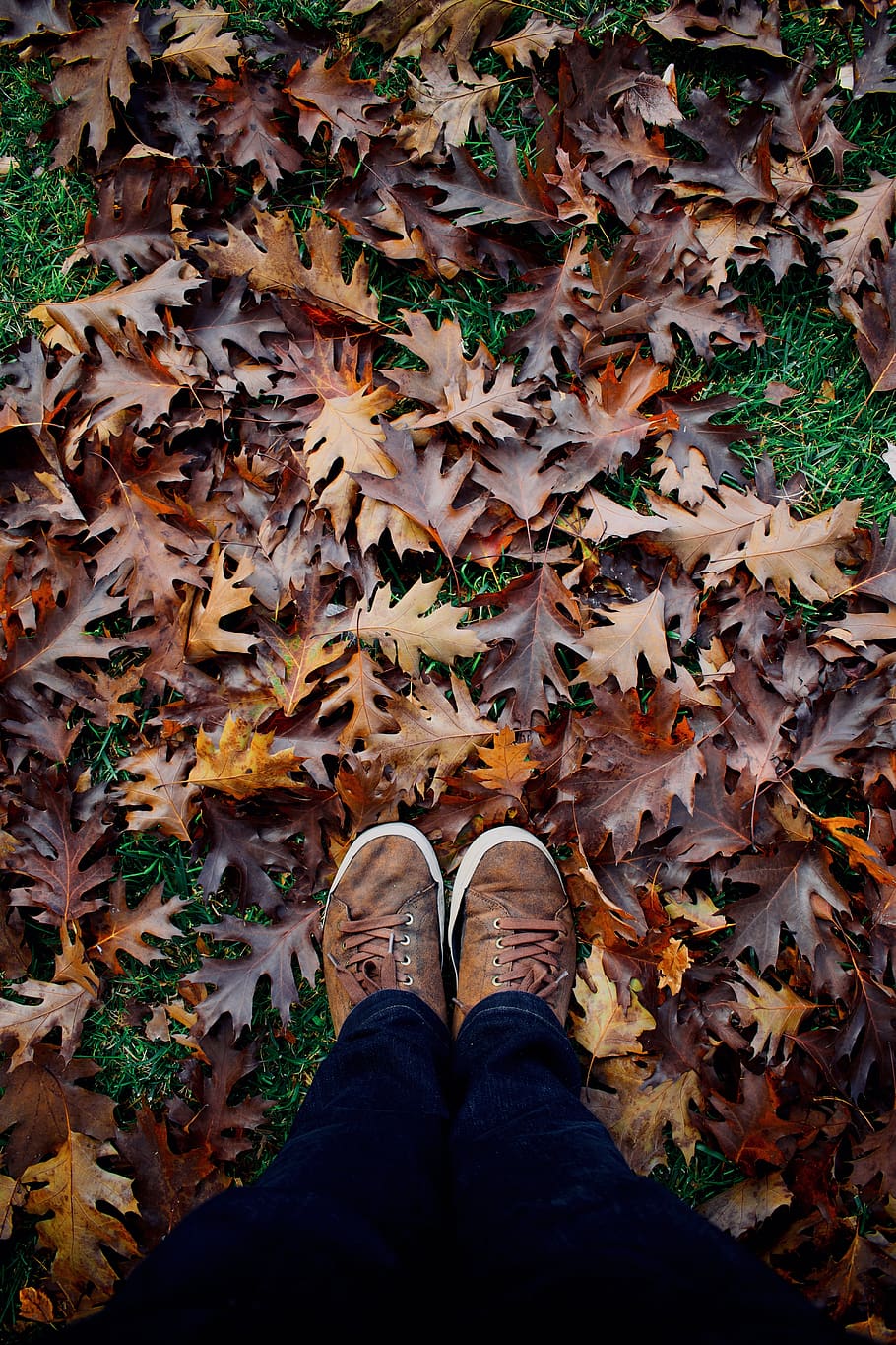 plant, leaf, tree, person, human, clothing, apparel, maple leaf HD wallpaper