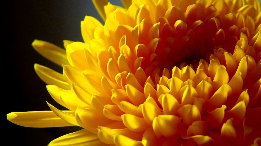 Yellow Chrysanthemum Close-up Photo, beautiful, bloom, blooming HD wallpaper