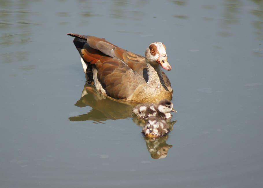 duck, ducklings, pond, cute, small, fluffy, water bird, feather HD wallpaper