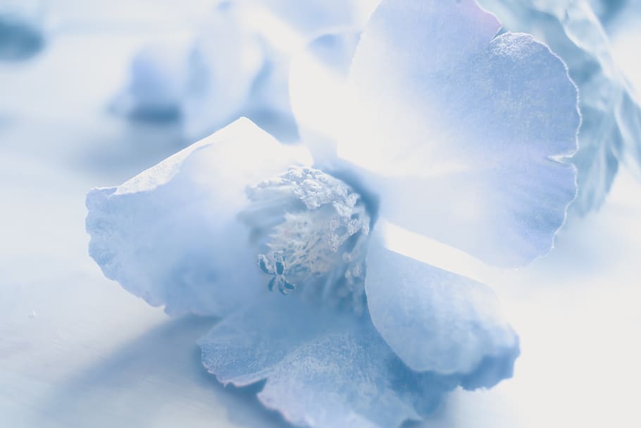 HD wallpaper: soft petals, blue petals, fake blue flower, powder blue flower  | Wallpaper Flare
