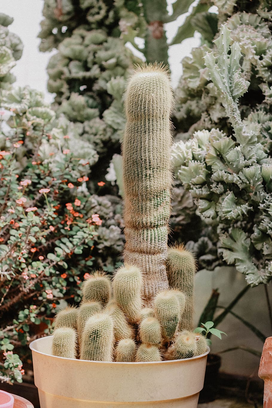 green cactus in white pot, plant, bush, vegetation, tree, fir HD wallpaper