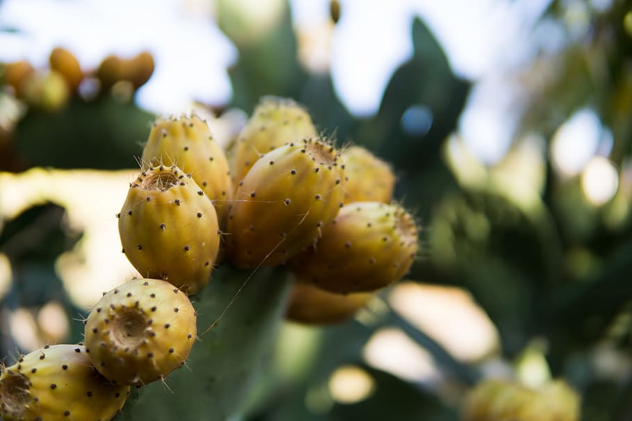 cactus, nature, tree, plant, close-up, beauty in nature, prickly pear cactus HD wallpaper