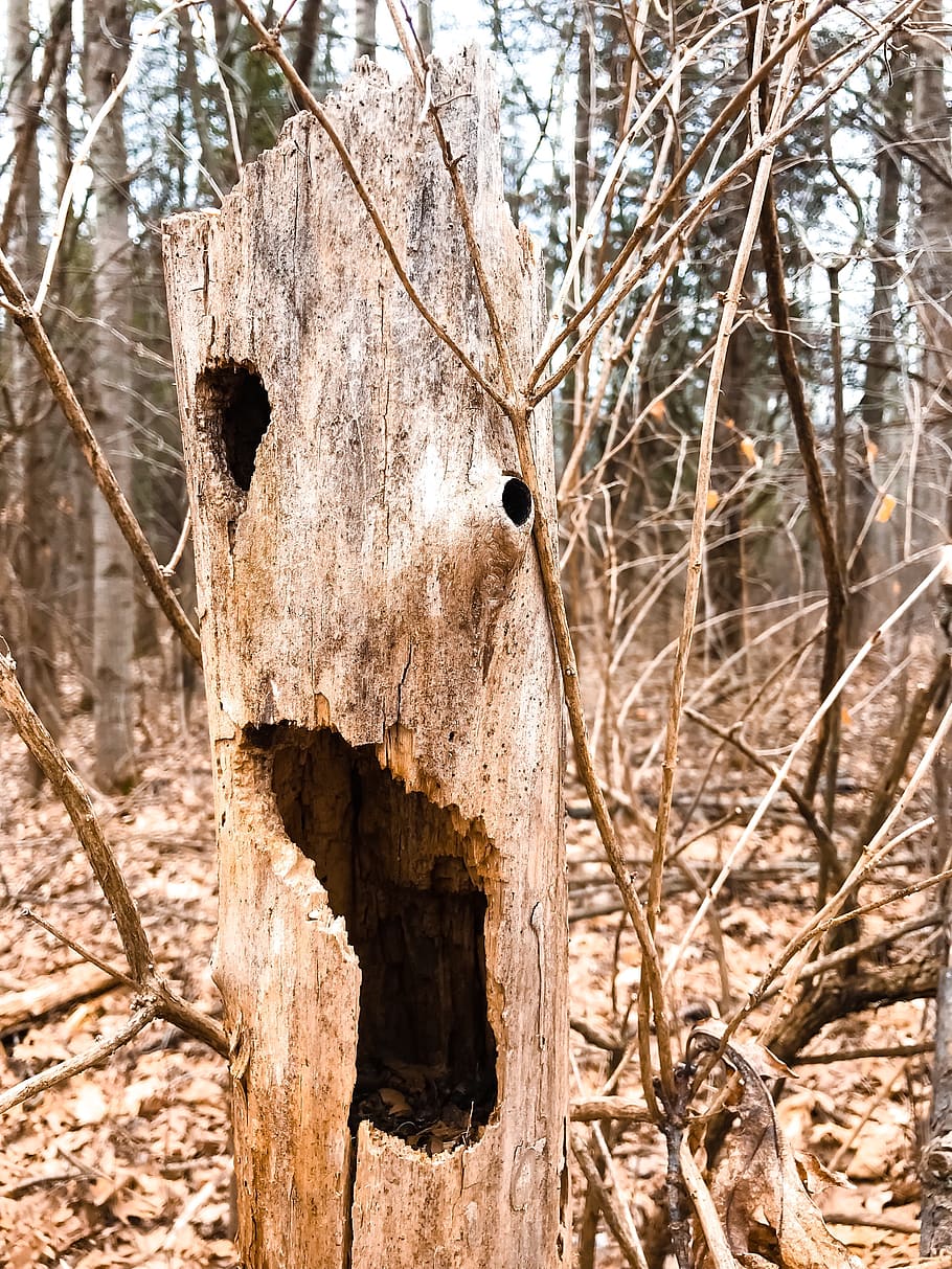 Close Up Photo of Brown Wooden Tree, bark, branch, branches, cold HD wallpaper