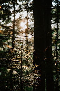 Sunlight Through Trees, background, branches, dawn, depth of field HD wallpaper