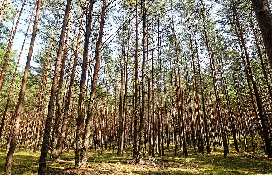 Tall Trees, bright, colors, daylight, environment, forest, grass HD wallpaper