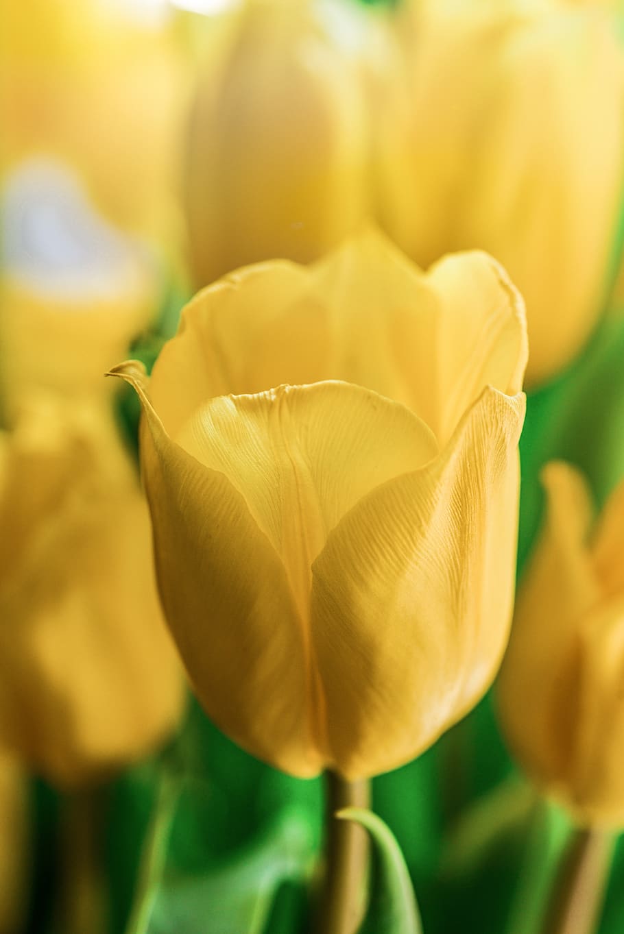 flower, tulip, yellow, spring, bloom, plant, green, flowering plant HD wallpaper
