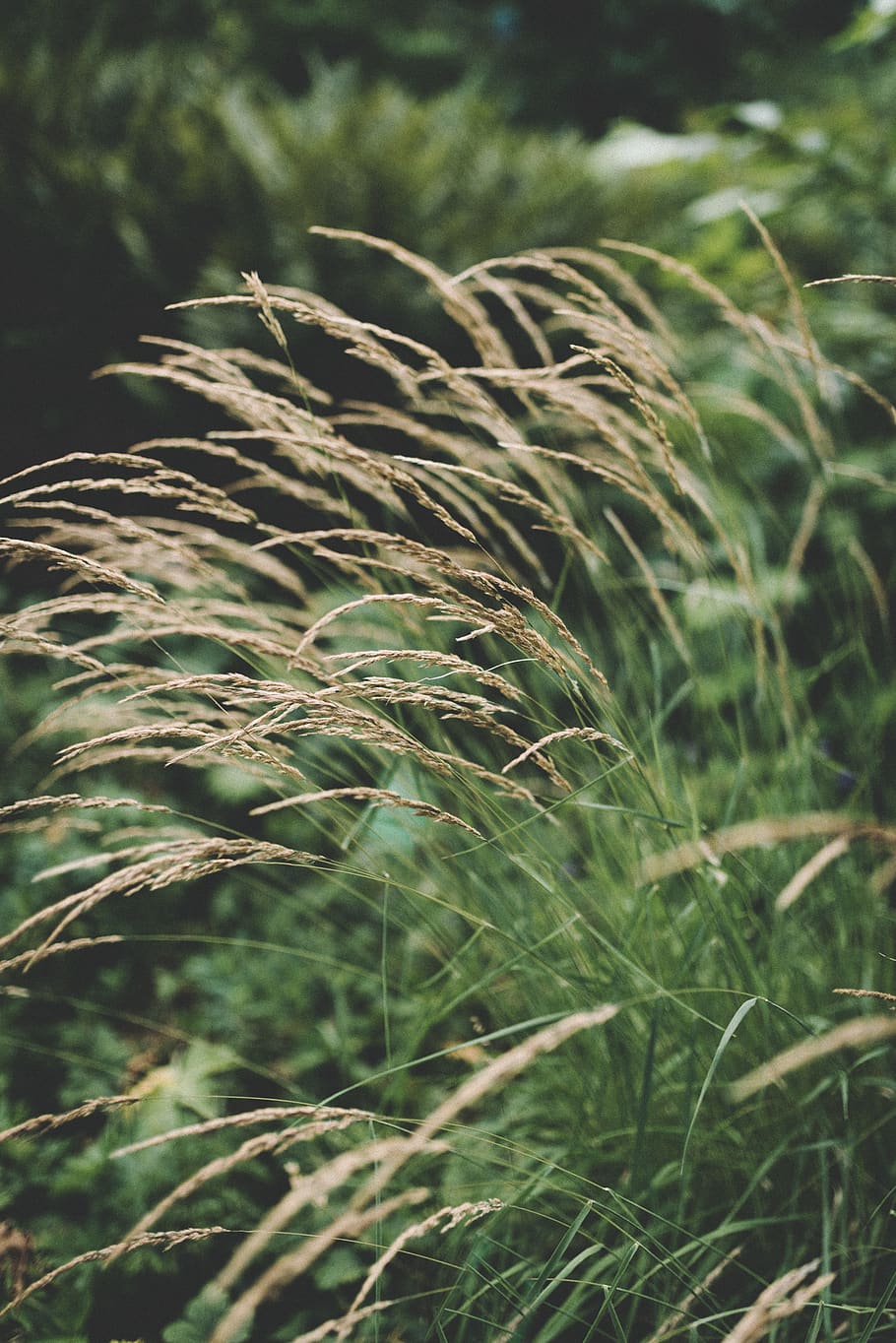 germany, nature, plants, wheat, long grass, field, travel, calm HD wallpaper