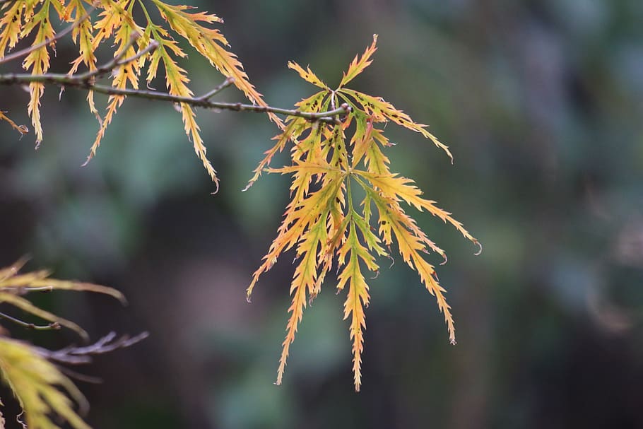 acer, japonica, fall, leaves, colors, colorful, maple, season