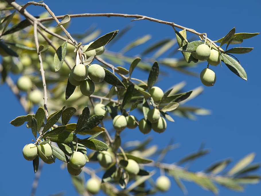 olives, green, blue, sky, fruits, leaves, branches, injected HD wallpaper