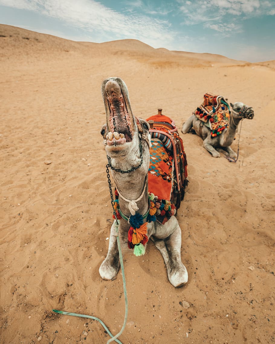camel opening its mouth, land, sand, animal themes, nature, beach HD wallpaper