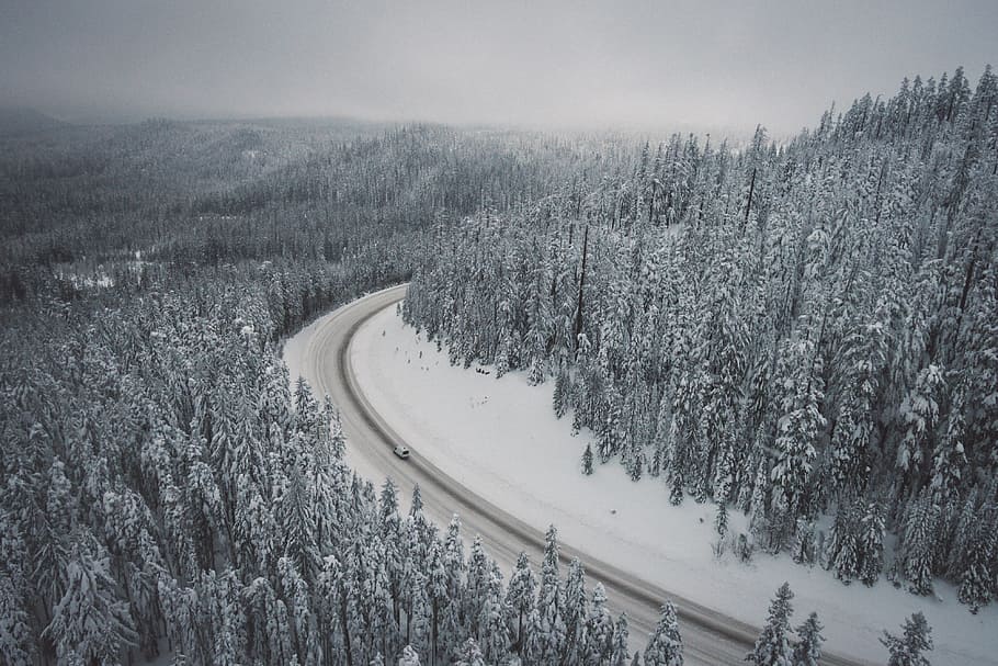 snow, winter, white, cold, weather, ice, trees, plants, nature HD wallpaper
