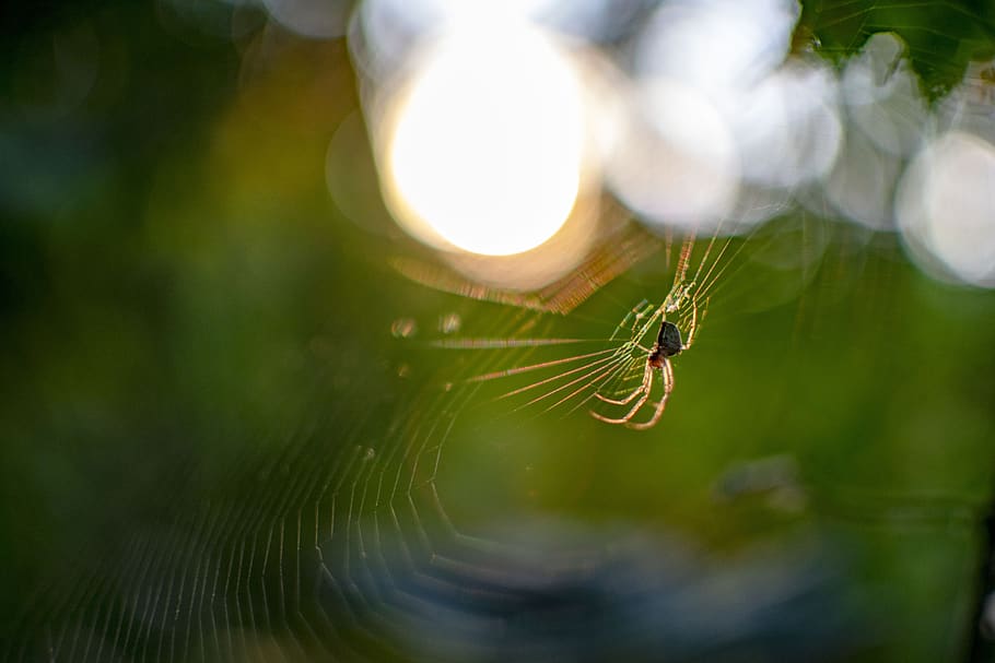 spider, web, cobweb, nature, close up, animal world, insect HD wallpaper