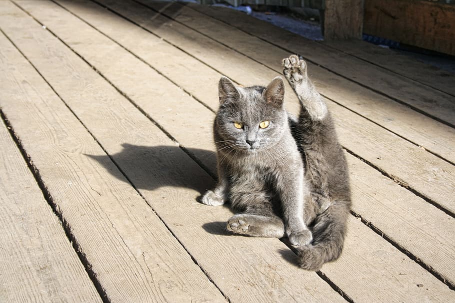 cat, pet, lying, cleaning, furry, gray, dark, animal, domestic HD wallpaper
