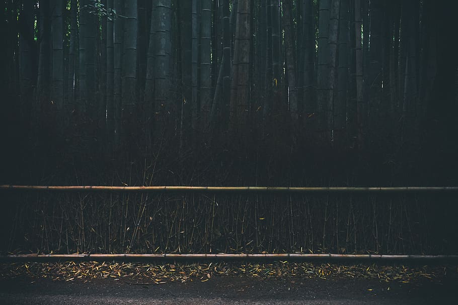 trees, bamboo, dark, forest, no people, land, plant, nature HD wallpaper