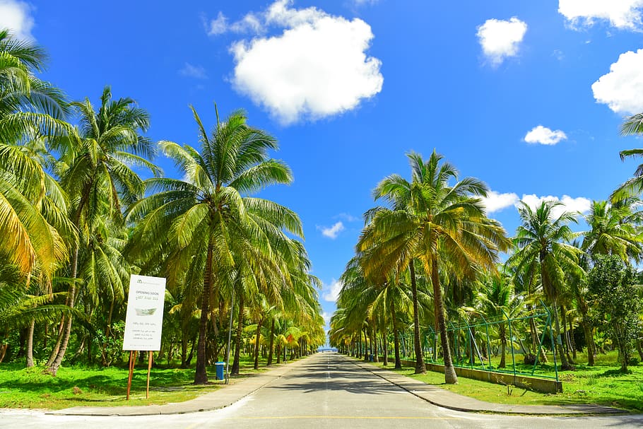 Gray Concrete Road Between Palm Trees, clouds, coast, coconut tree, HD wallpaper