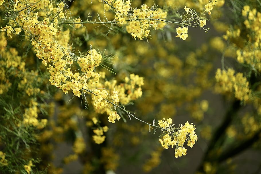 flower, plant, flowering plant, growth, fragility, freshness HD wallpaper