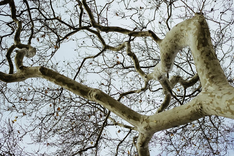 sky, nature, forest, tree, branch, plant, low angle view, bare tree HD wallpaper
