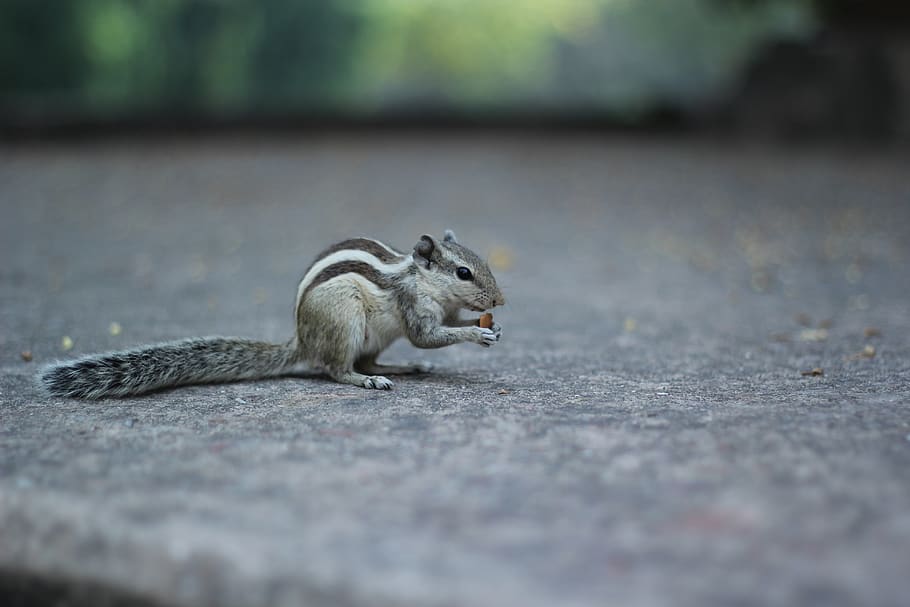 gray squirrel on gray concrete pavement, animal themes, rodent HD wallpaper