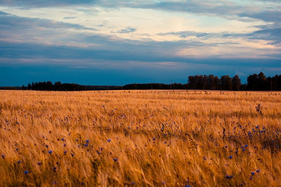 blue clouds, blue sky, sunset, summer, flowers, hd wallpapers HD wallpaper