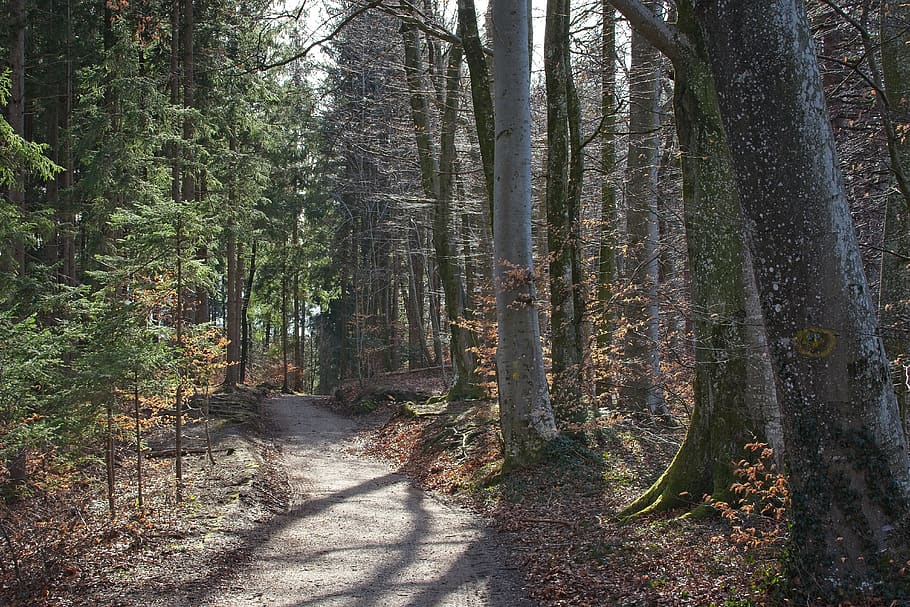 spring, forest, nature, trees, away, frühlingsanfang, idyllic HD wallpaper