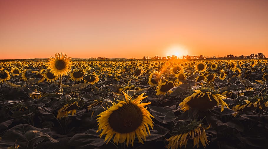 Bed of Sunflowers, agriculture, backlit, bright, clouds, colors HD wallpaper