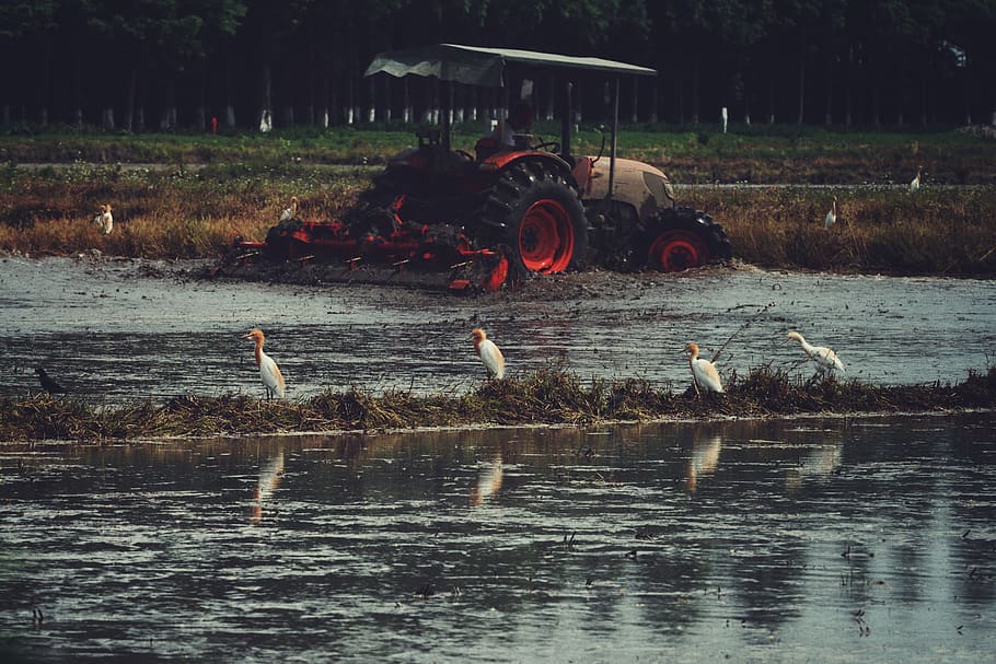 animal, bird, wheel, machine, waterfowl, tire, land, outdoors HD wallpaper