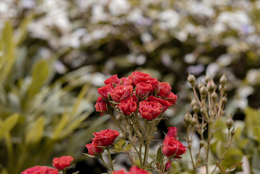 roses, flowers, nature, spring, romantic, garden, beauty, summer HD wallpaper