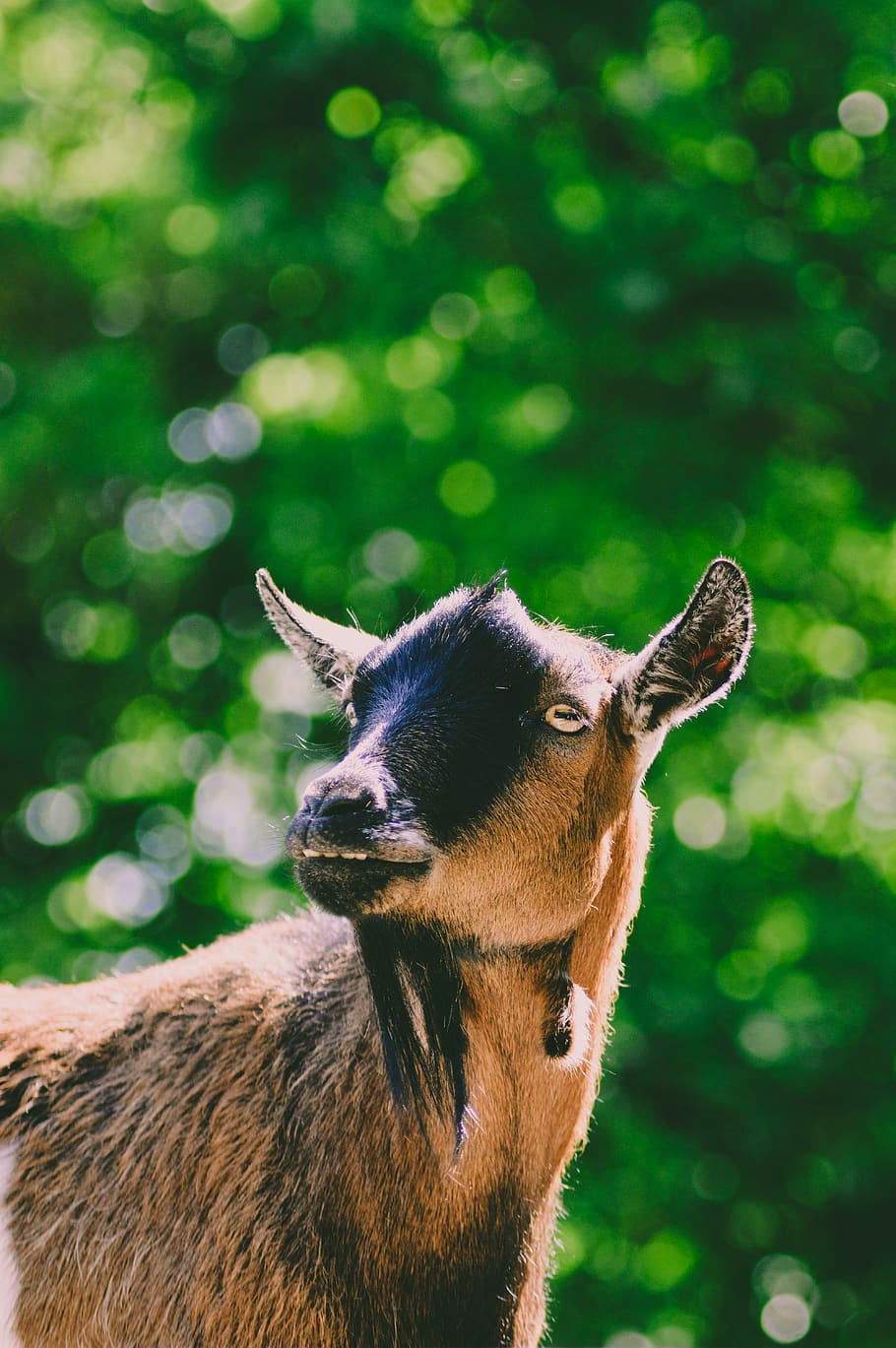 wildlife photography of brown goat, animal, mammal, leeds, united kingdom