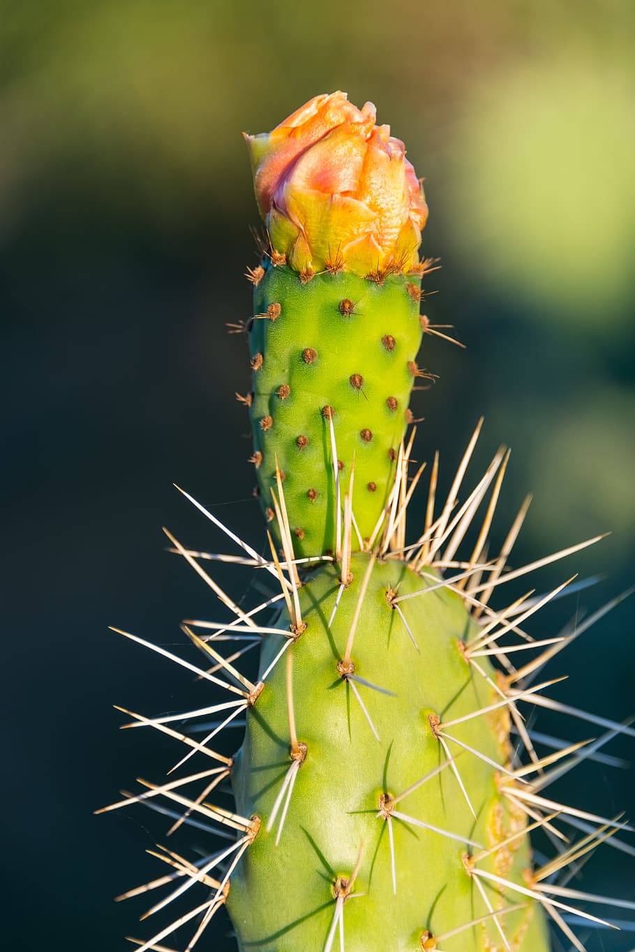 cactus, prickly pear, flower, spines, green, plant, nature, HD wallpaper