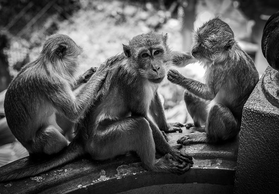 three monkeys on concrete wall, mammal, animal, wildlife, baboon HD wallpaper