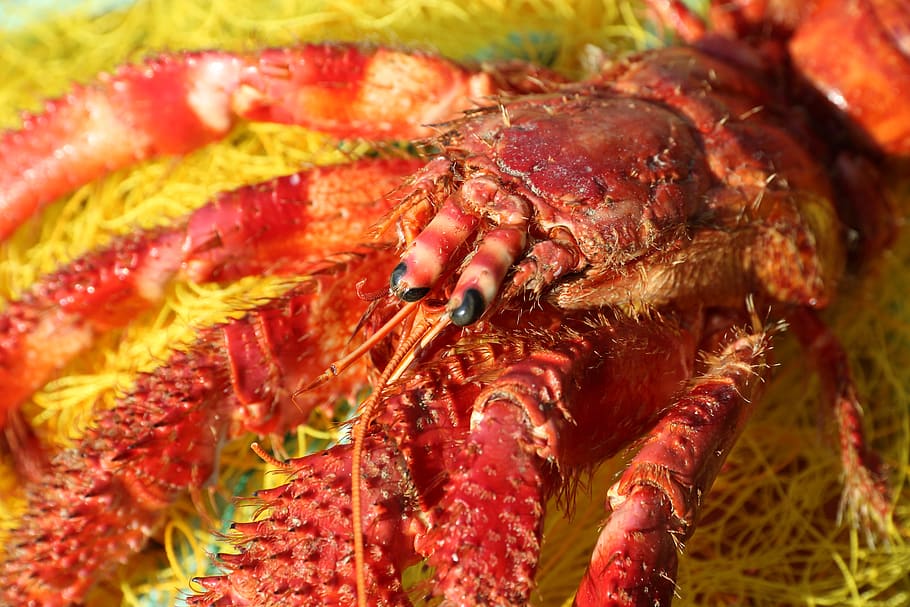 crete, bycatch, by-catch, dead, discarded, crayfish, lobster, HD wallpaper