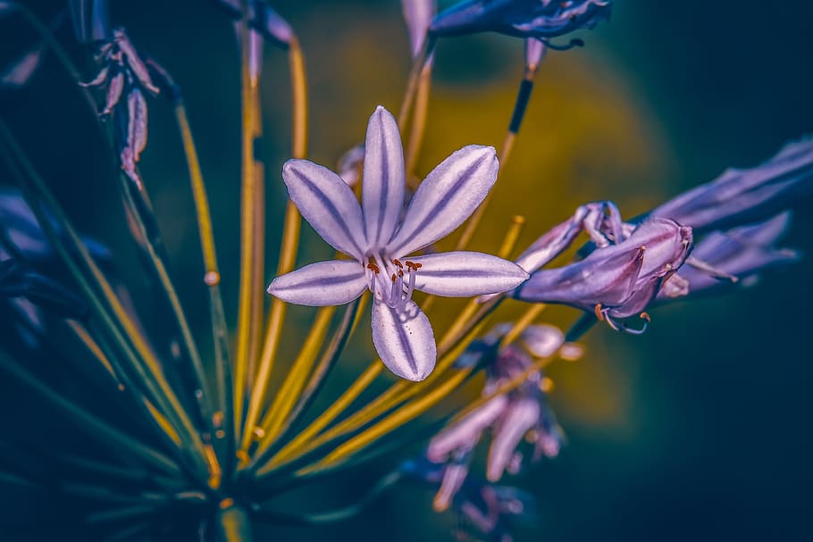 agapanthus, lily, colorful, plant, jewelry lilies greenhouse, HD wallpaper
