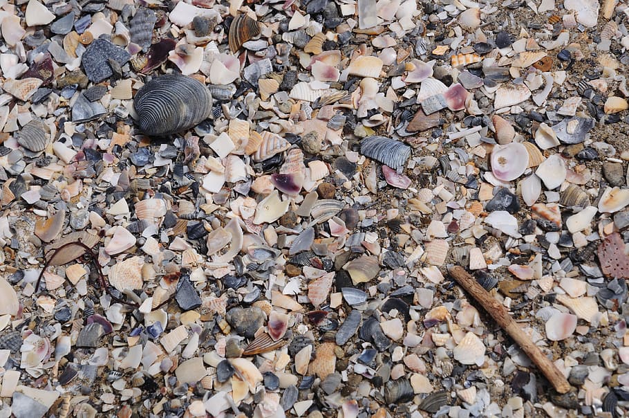 italy, lido, shell, beach, crumb, day, abundance, animal wildlife HD wallpaper