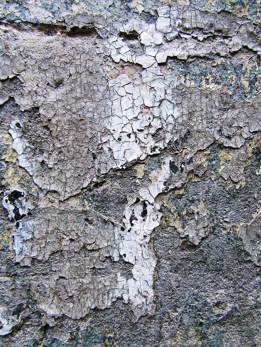 grey frame, plant, tree, tree trunk, ground, texture, rock, birch HD wallpaper