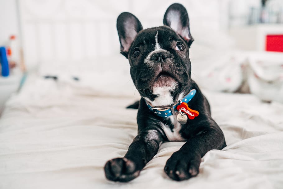 pets, domestic, dog, mammal, canine, one animal, domestic animals HD wallpaper