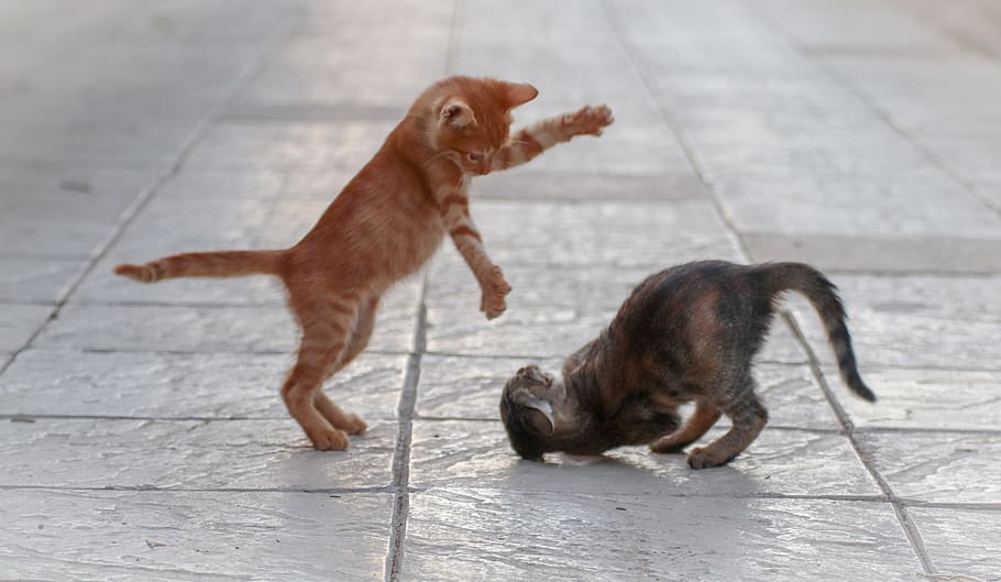 cat, fight, young, play, cat baby, animal world, playful, backlighting, HD wallpaper