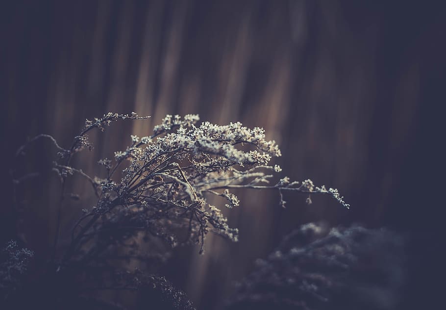 nature, plants, branches, twigs, flowers, blossoms, trees, still HD wallpaper