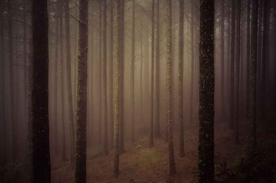 forest view with fog, moody, mist, tree, line, wallpaper, dark