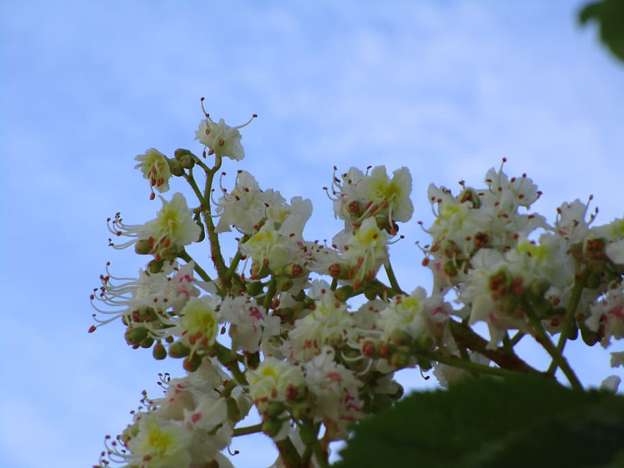 spring, flowers, white, jericho beach, 2018, flowering plant HD wallpaper