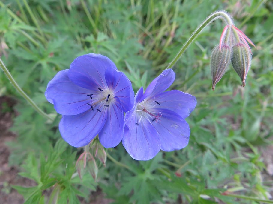 wild, geranium, plant, bloom, cranesbill, blossom, nature, purple HD wallpaper