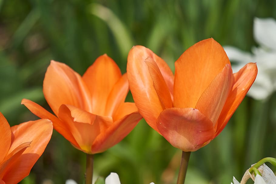 tulip, blossom, bloom, red, white, field, spring, garden, nature HD wallpaper