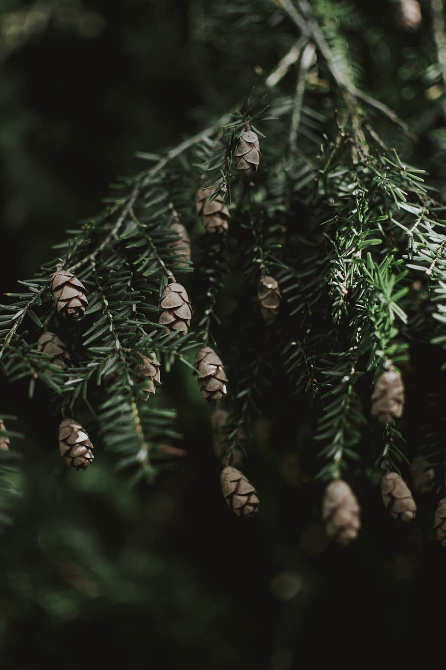 green tree, plant, selective focus, growth, day, close-up, nature HD wallpaper